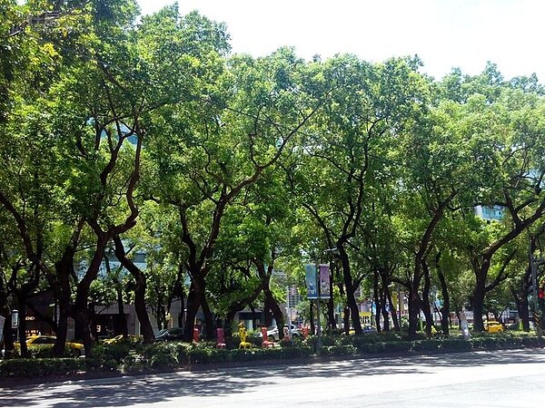 
4敦化南路上綠樹林蔭，鄰近文青最喜歡的誠品書局。