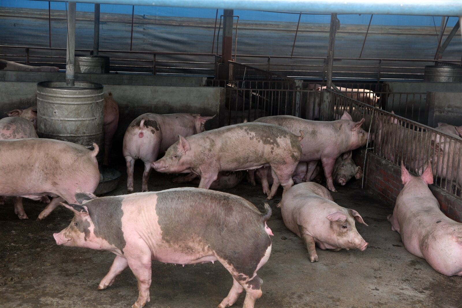 彰化是養豬大縣,目前有560處養豬場,其中33處仍以廚餘飼養,僅占少數。報系資料照片