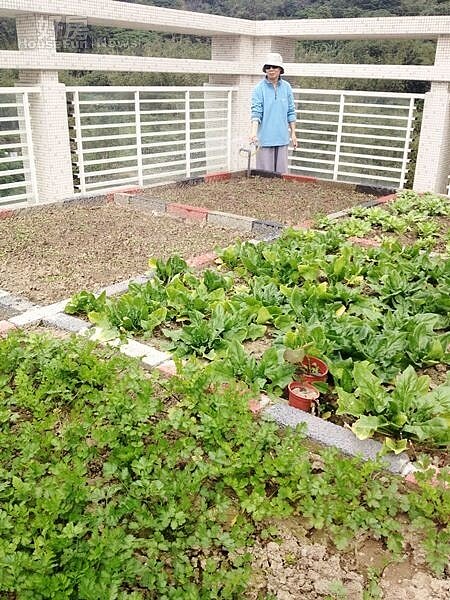 
8.	頂樓菜園讓蘇媽媽享受田園生活。