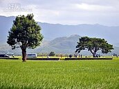 柯文哲競選總部　有棵「金城武樹」