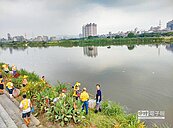 新店溪　2天清出27.7公噸死魚