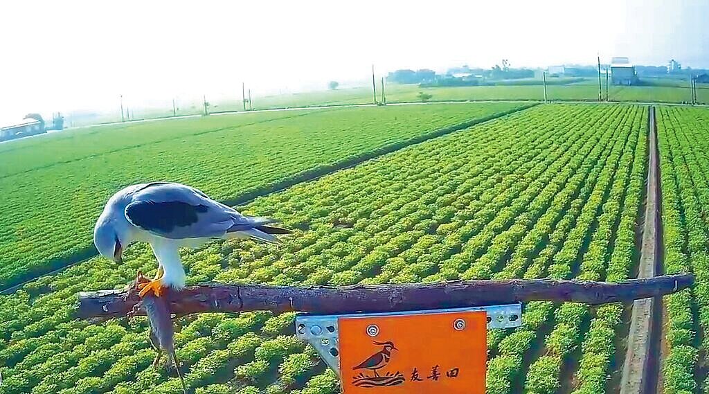 雲林縣生態及永續農業協會在元長鄉的小辮鴴友善農田架設錄影機，拍到黑翅鳶白天在棲架上啃食一隻老鼠。圖／雲林縣生態及永續農業協會提供