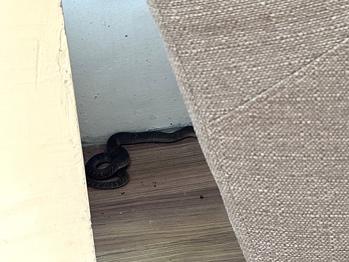 台中市1名41歲女子16日中午在市立圖書館龍井分館一樓被一條眼鏡蛇咬。圖/民眾提供