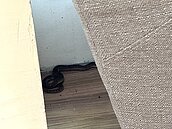 台中龍井圖書館蛇咬人　市府農業局確認：是舟山眼鏡蛇將野放