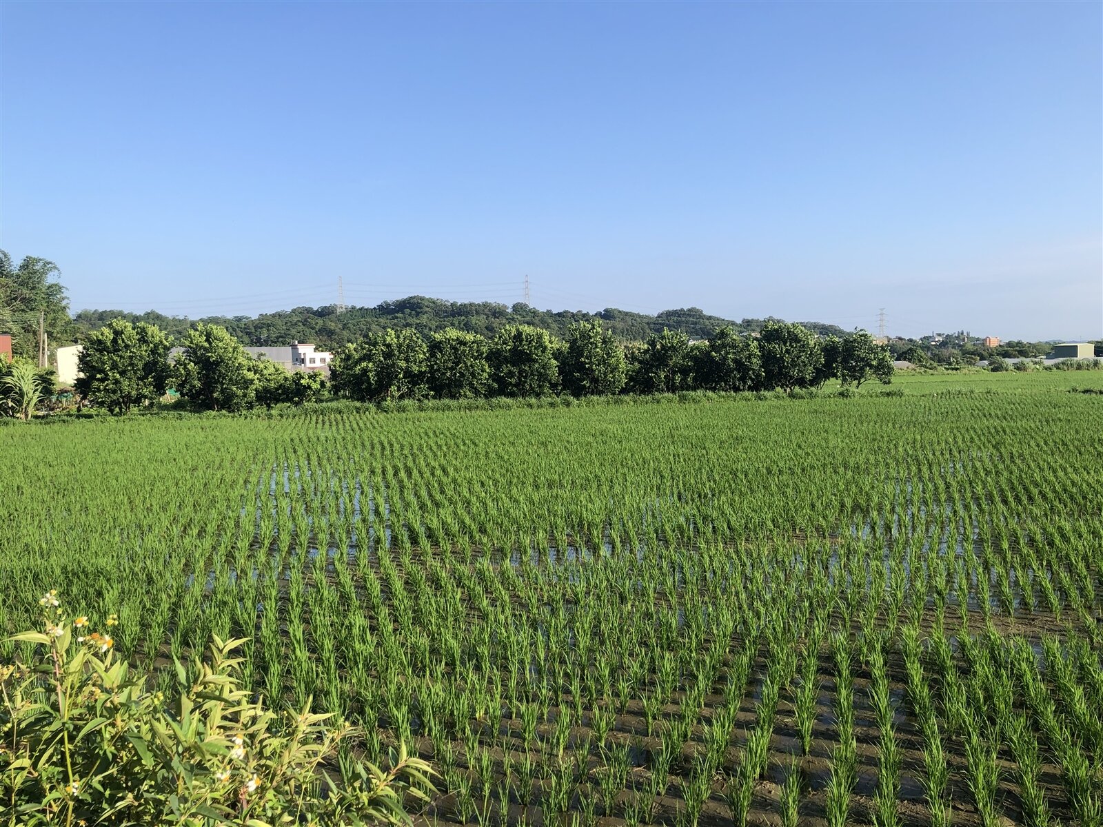 新竹彭家四兄弟在父親安排下抽籤分配祖產,最終由大哥抽中。么弟在父親同意下,在大哥抽中的土地蓋鐵皮屋居住。直到父母親過世後,房地才由大哥繼承。(圖僅示意,與新聞無關)。記者黃羿馨/攝影