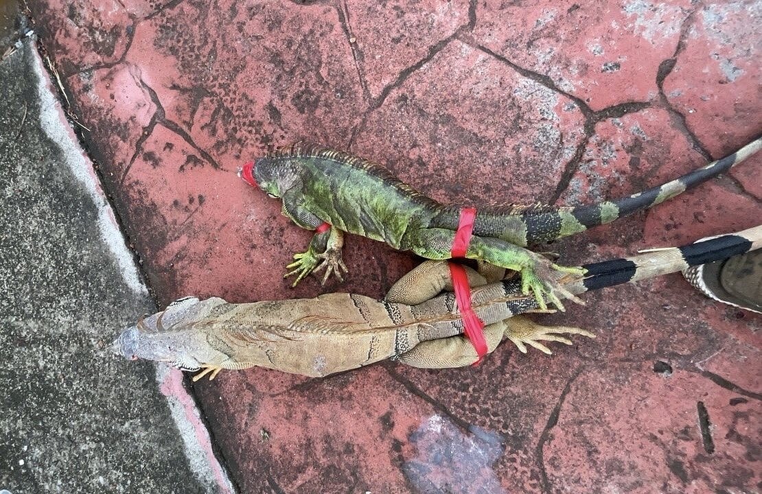 台南綠鬣蜥問題嚴重,市府農業局統計,今年1月至11月累積已捕抓2萬3759隻,相較去年捕抓1萬745隻,捕獲數量已經倍增。圖/南市農業局提供