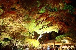 京都天滿宮白天的楓葉美不勝收，晚上燈光一亮起，讓楓葉有著與白天不一樣的風情。