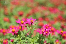 大地工程處所種下的波斯菊現在正在怒放。