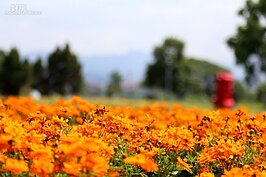 大地工程處所種下的波斯菊現在正在怒放。