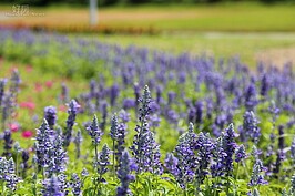 紫色的薰衣草在風中緩緩的搖曳，十分的美麗。