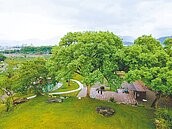 129棵珍貴老樹飛蝴蝶　成社區亮點