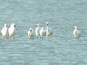 今年首批黑琵報到　曾文溪口賞鳥亭很熱鬧