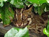 彰縣又見石虎遭路殺　2年來第14隻