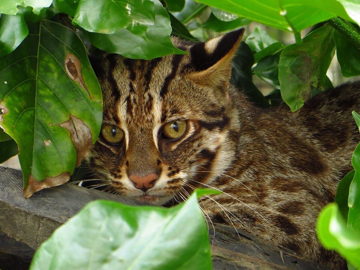 石虎蹤跡是瀕臨絕種的保育類野生動物。圖/林業署嘉義分署提供