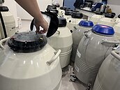 桃竹苗補助一般凍卵　破千人申請　竹縣未跟進　