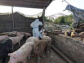 台南爆養豬場偷餵廚餘　挨罰120萬