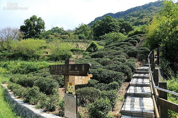 樟湖與樟樹步道交叉點小面積茶園。現在貓空產茶的量已經越來越少。