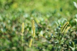 秋季的狗尾草在風中搖曳，十分的美麗。