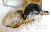 海生館有喜　3隻小企鵝誕生