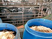 2027廚餘養豬全面退場！豬農改飼料餵養　能獲2倍補助金