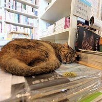 貓與詩與書，淡水河畔有河BOOK