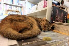 當你暢遊在有河BOOK書香堆中時，記得手腳要輕，因為不時有流浪貓會睡在書上。