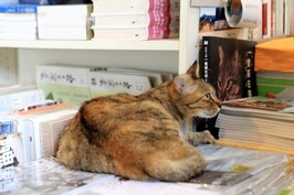 一隻貓在路上，一隻貓則在書堆上。