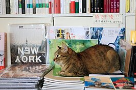 書堆就是小缺的床。若牠壓著你要的書，就耐心的等牠走開吧！