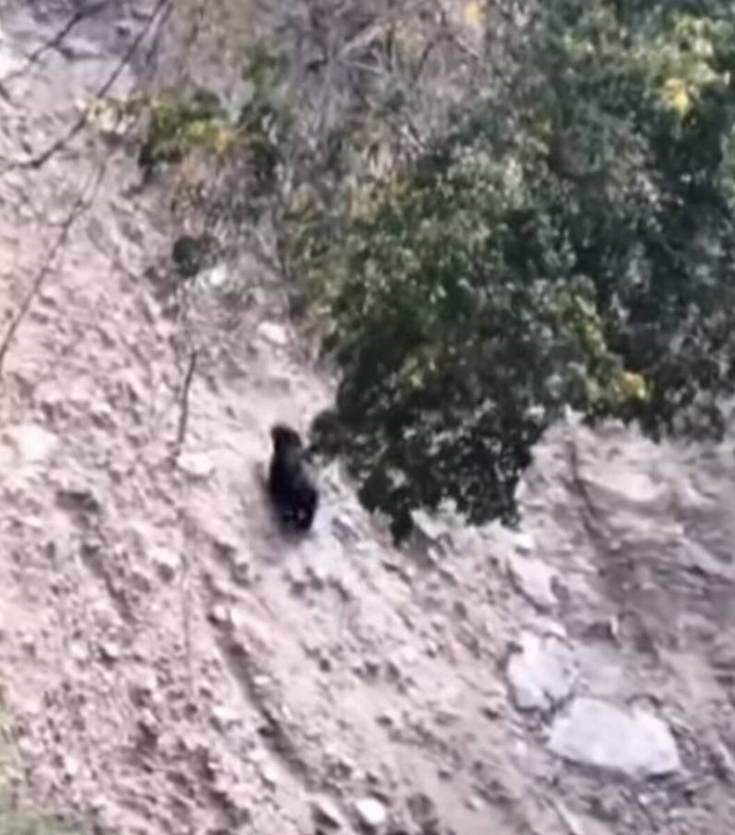 台灣黑熊山區目擊紀錄增加,南投縣仁愛鄉翠巒部落居民通報,北港溪上游目擊台灣黑熊在茶園上方山壁活動。圖/林保署南投分署提供