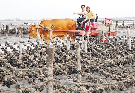 
國內旅遊業者近年陸續推出永續遊程，拚實現低碳旅遊，圖為彰化縣芳苑鄉熱門的搭牛車遊蚵田活動。（本報資料照片）
