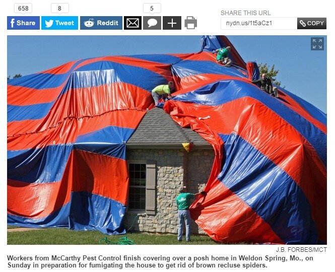 美國密蘇里州有對夫婦買房後才發現有許多蜘蛛和他們生活在同一個屋簷下。(翻攝自New York Daily News網站)