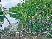 高雄林園溼地公園生態遭殃