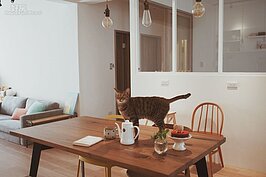 Sara與老公的新家走MUJI風格，與貓咪展開新生活。