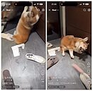 茶聚加盟主「虐待15歲柯基老狗」影片惹眾怒！總部半夜急發372字聲明