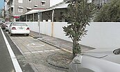 屏東路樹礙事　無障車位好難停
