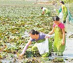 仁武菱角節　親子下田趣