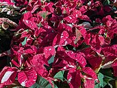 聖誕紅花期長　全台最大集散地有商家憂「2因素」今年不賣