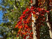 想賞楓要快！奧萬大楓紅了　卻因1狀況進入倒數