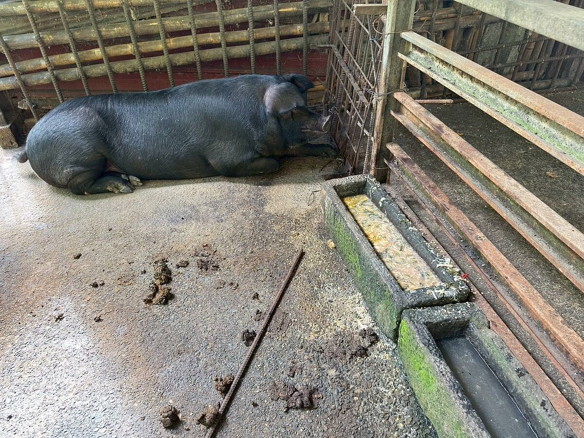 嘉義縣阿里山鄉8旬老翁飼養一頭黑豬，違規餵養廚餘遭查獲。記者黃于凡／翻攝