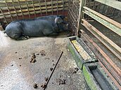 阿里山8旬翁養1黑豬「違規餵廚餘」　嘉義縣爆首例恐面臨重罰