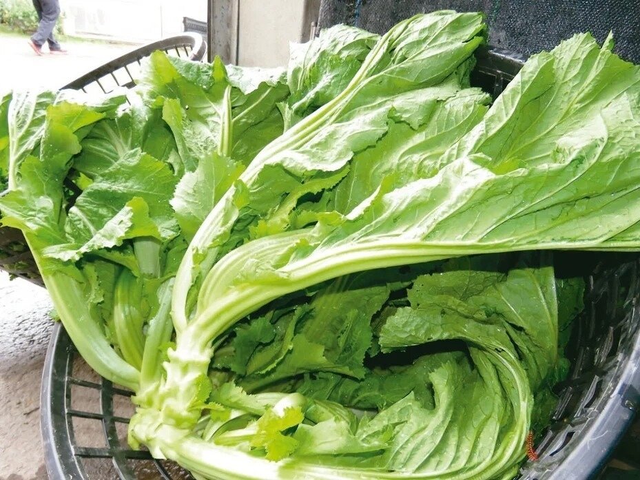 芥菜。聯合報系資料照片 