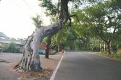 台南綠色隧道　修剪路樹被「砍頭」