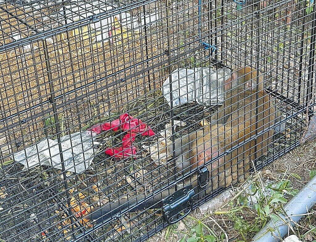 新北市動保處使用誘捕籠捕捉破壞農地的獼猴,事後帶往合適區域野放。圖/新北市動保處提供