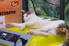 咪寶是農場裡最大牌的員工，平常只要負責吃跟陪客人玩。