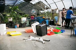 沒客人時，咪寶只能無聊的躺在地上。