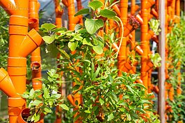 新鮮翠綠的蔬菜，保證無毒又新鮮，想吃多少就摘多少。