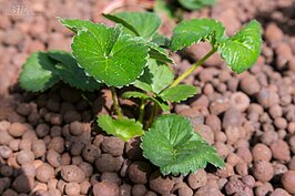 植物生長四要素「空氣、陽光、水與土壤」。魚菜共生系統不用土壤，而是用陶土燒結而成的發泡煉石，可與傳統土壤用水省下約80%。