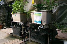 一般小家庭只要有一個整理箱大小的空間，就可以打造魚菜共生系統。