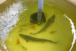 不是隨便養幾條魚就可以打造魚菜共生系統，而是有一定的公式，這個Know-How是李老師經過多次失敗後終於找出來。