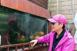 這一缸的金魚，是李老師由自家陽台上開始試驗魚菜共生系統就存在，因此堪稱是開山祖師，也是李老師十分重要的家人。
